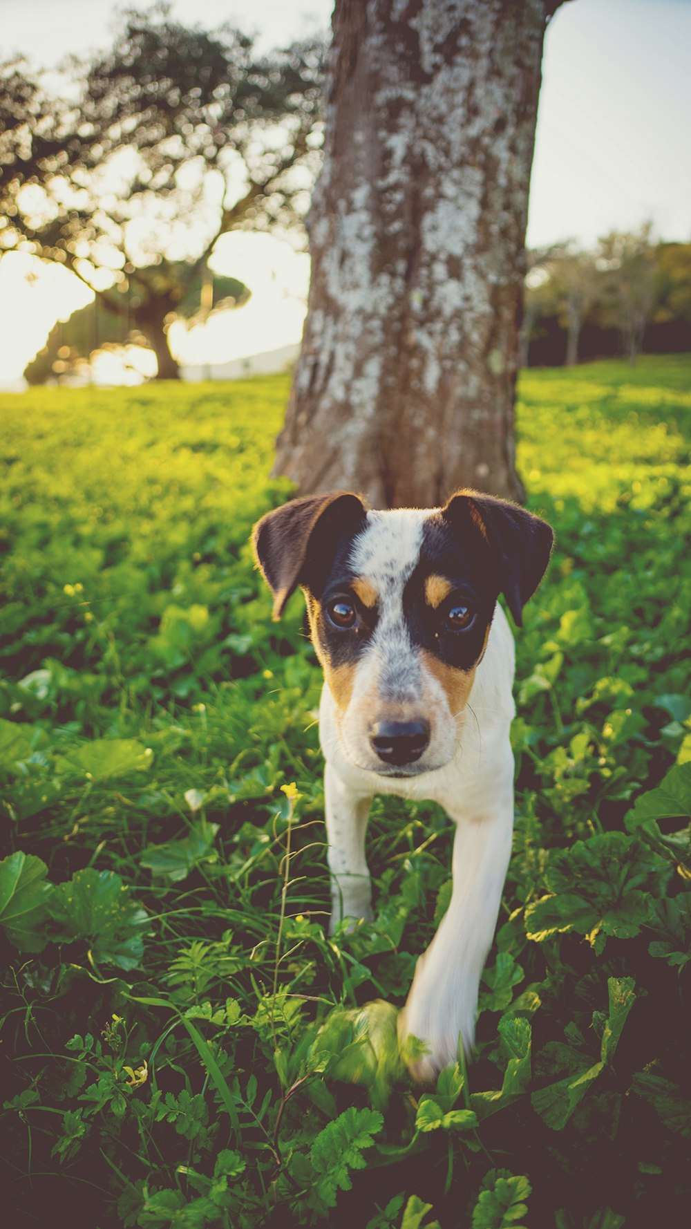 brown tree trunk across white and black dog