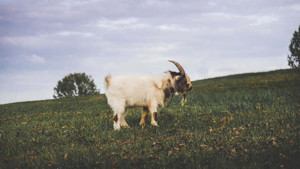cabra branca no campo de grama verde