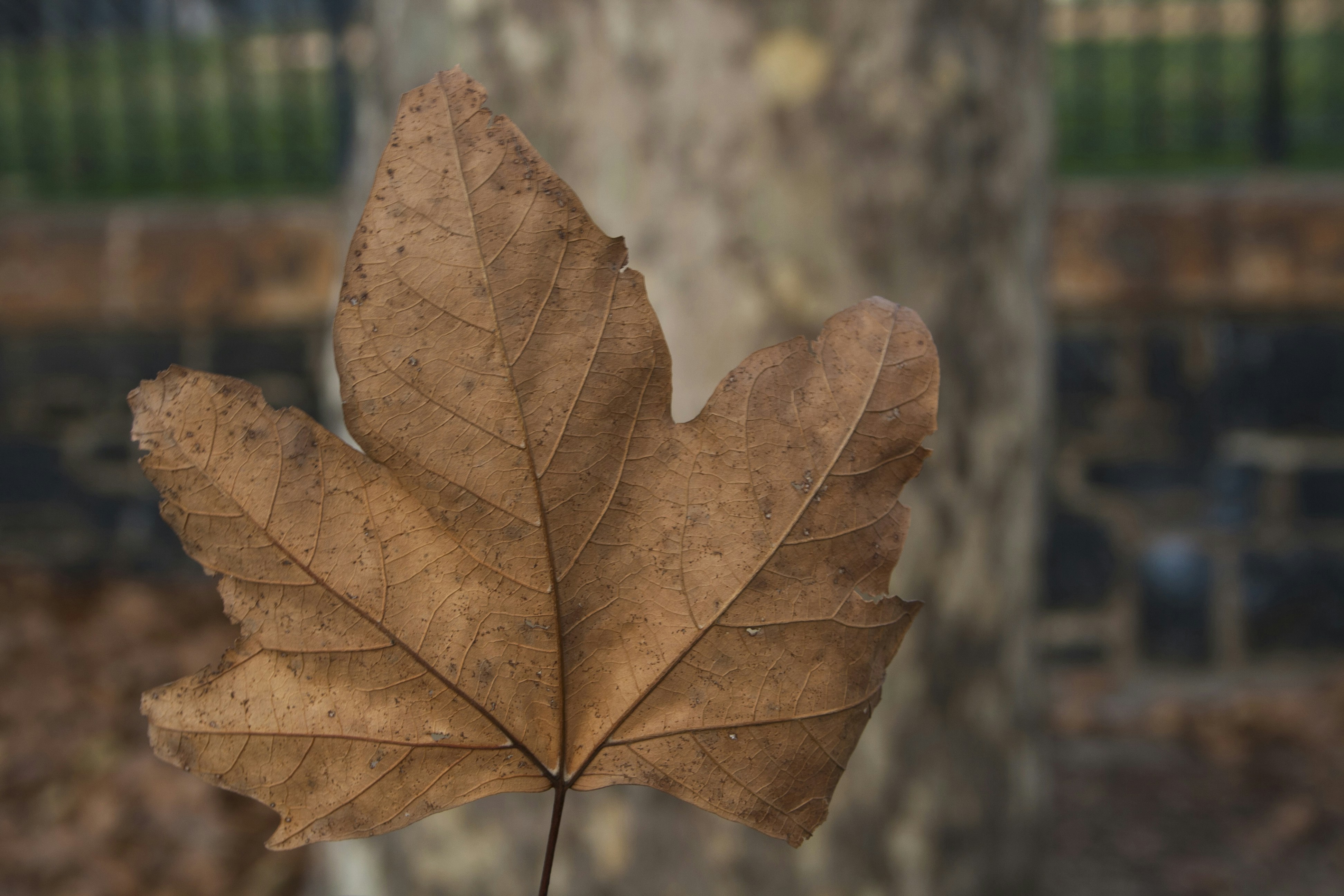 Free Unsplash photo from Daniel Torres