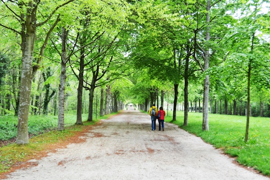 A tree-lined pathway with lush green foliage on either side stretches into the distance. Two people are walking together, one wearing a yellow backpack and the other in a red jacket. The ground is a dirt path bordered by grass and trees, creating a serene and inviting atmosphere.