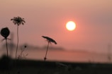 Silhouetted wildflowers against a vibrant sunset horizon on the plateau