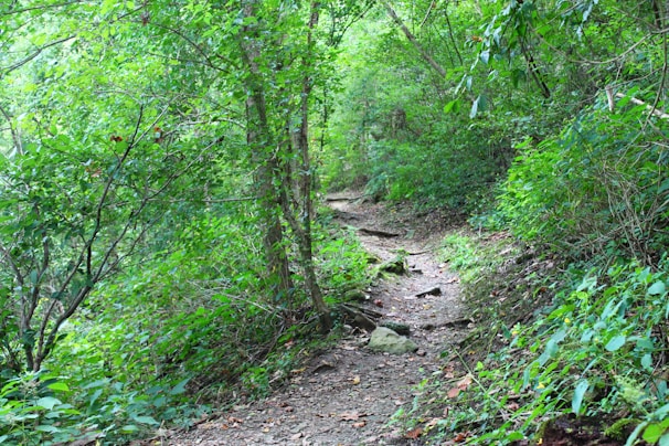 Footprints on a dirt trail winding through a lush green forest.