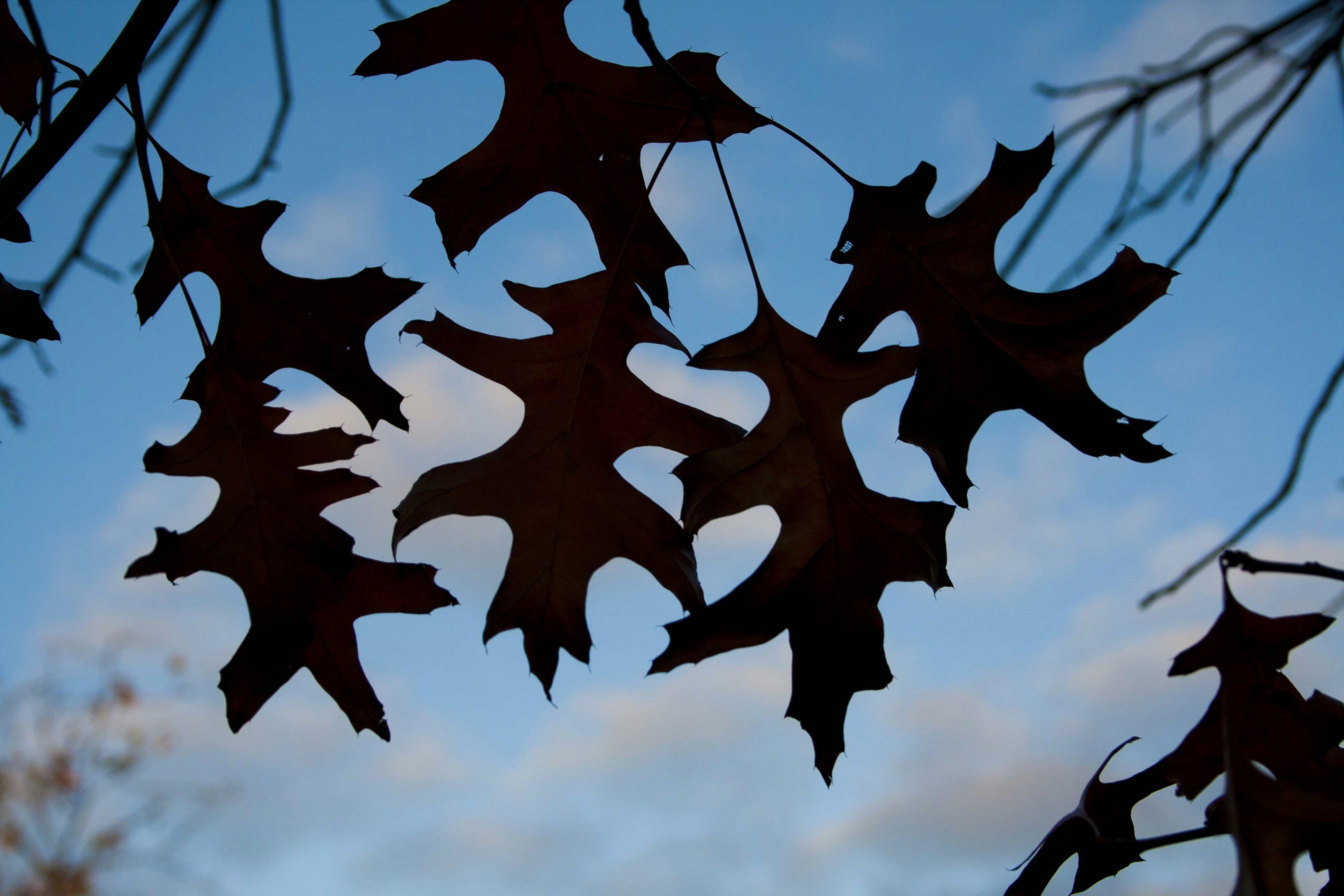 Free Unsplash photo from Daniel Torres