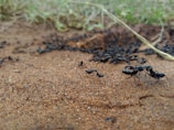 Close-up of an ant trail being treated with pest control gel.