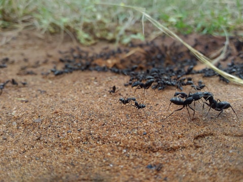 Close-up of an ant trail being treated with pest control gel.
