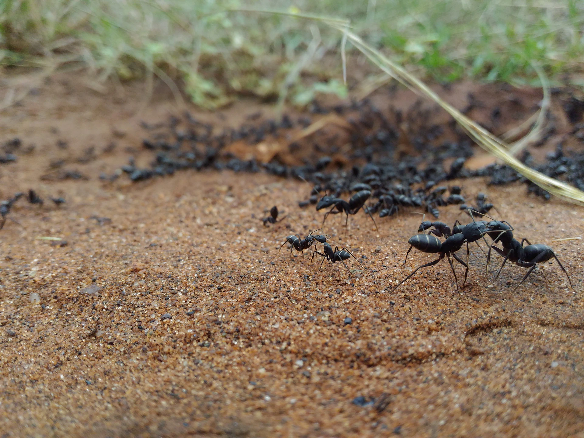 A dynamic image showing a line of ants marching along a colorful, abstract terrain, highlighting their teamwork.
