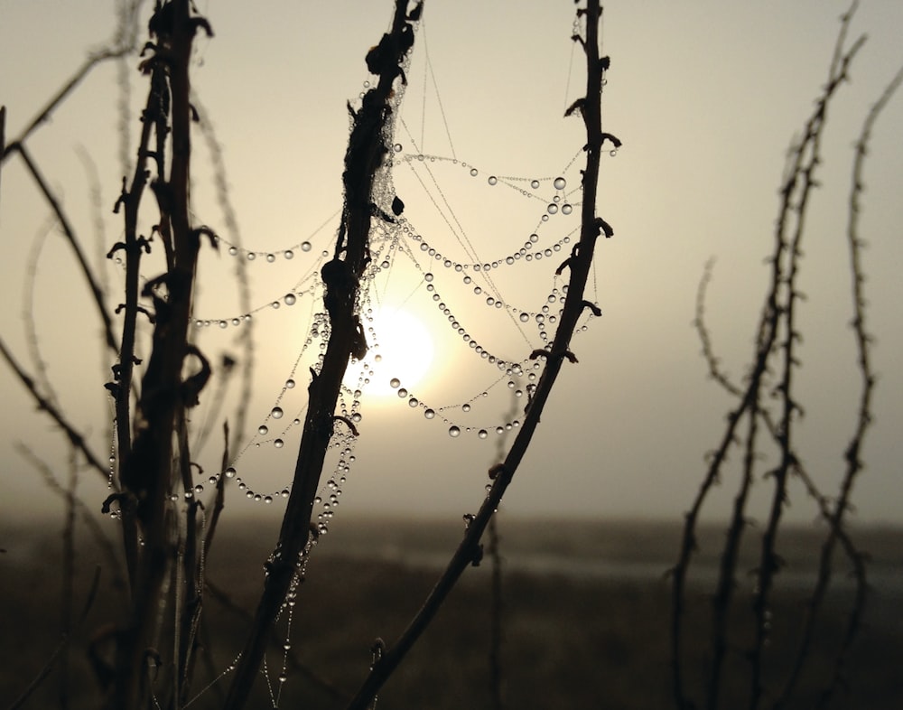 gouttelettes d’eau sur les plantes