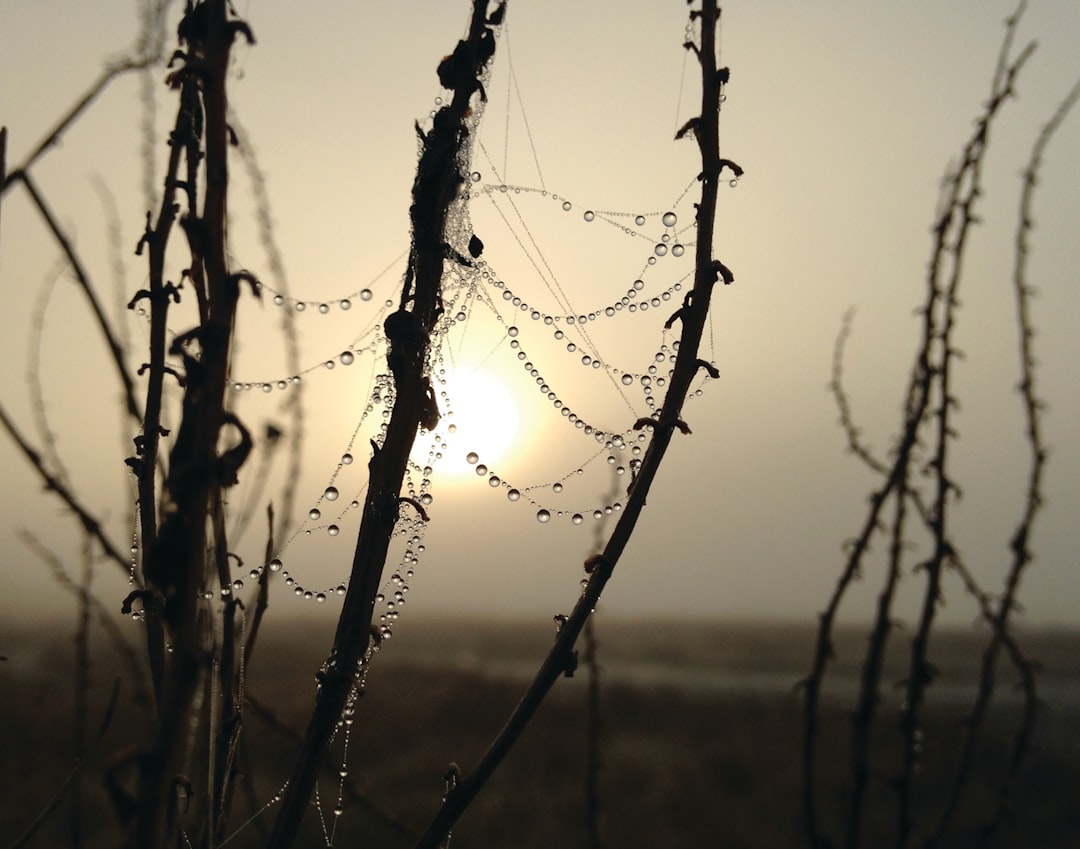 water droplets on plants