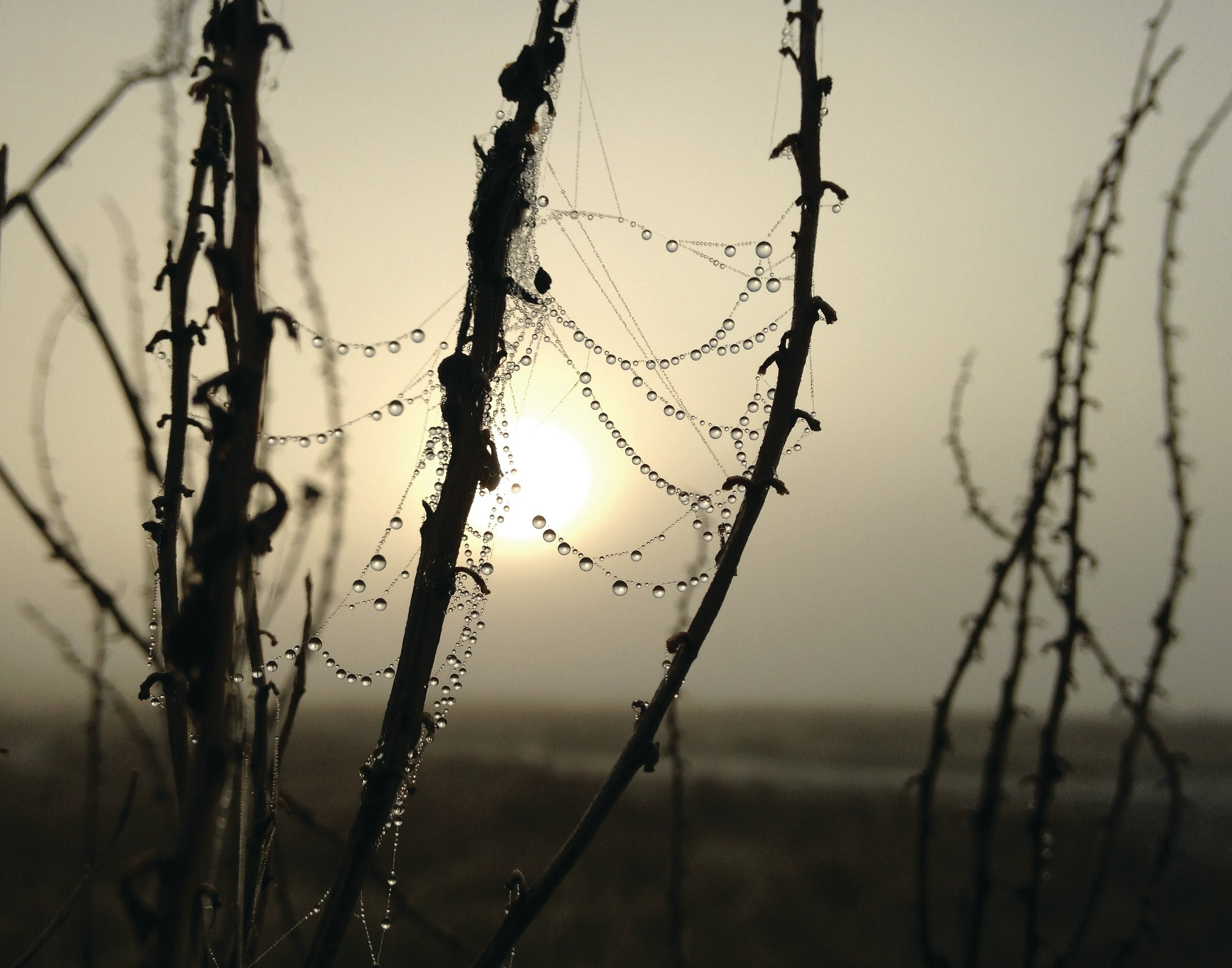 dew