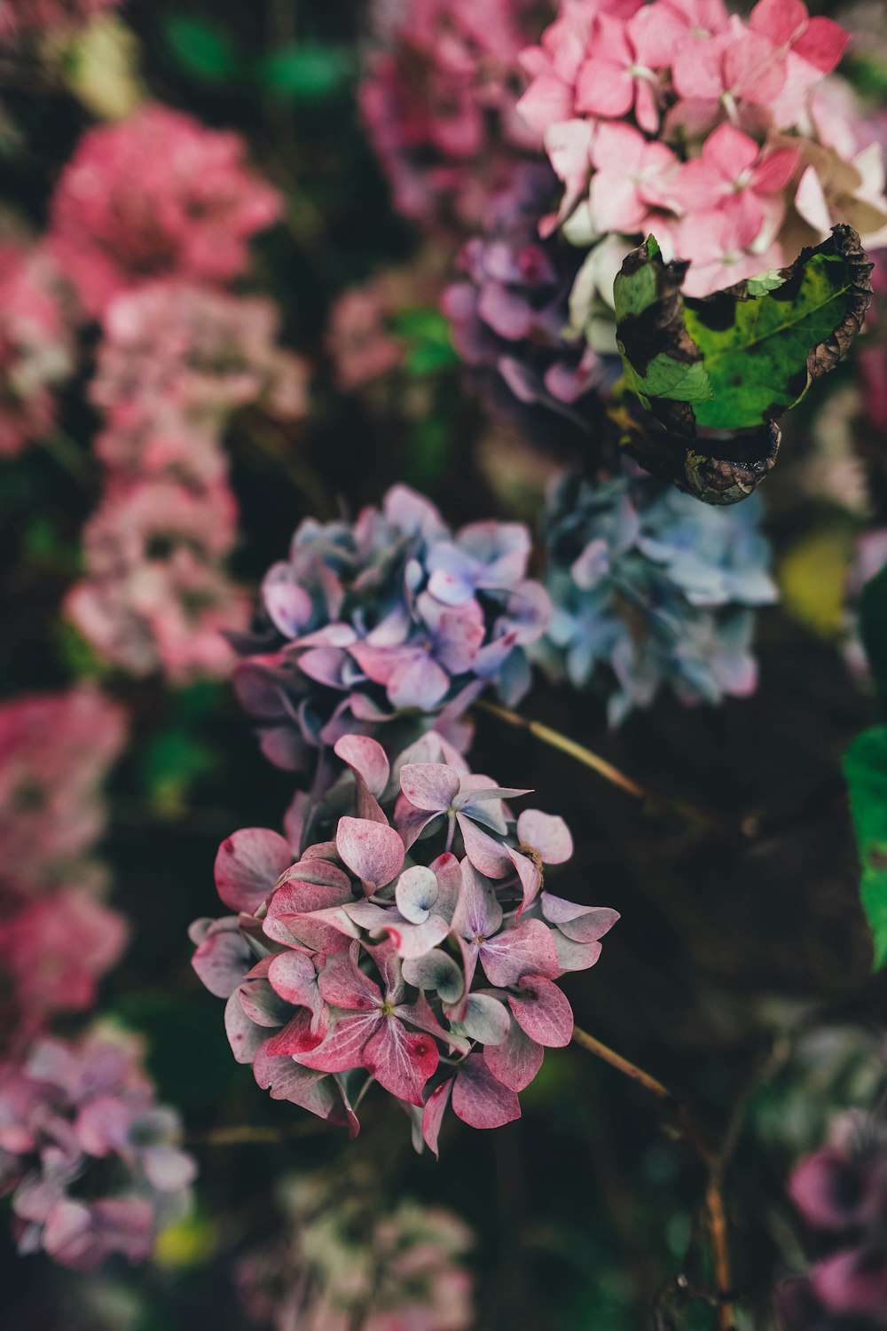 pink petaled flower