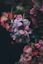 selective photography of purple petaled flowers