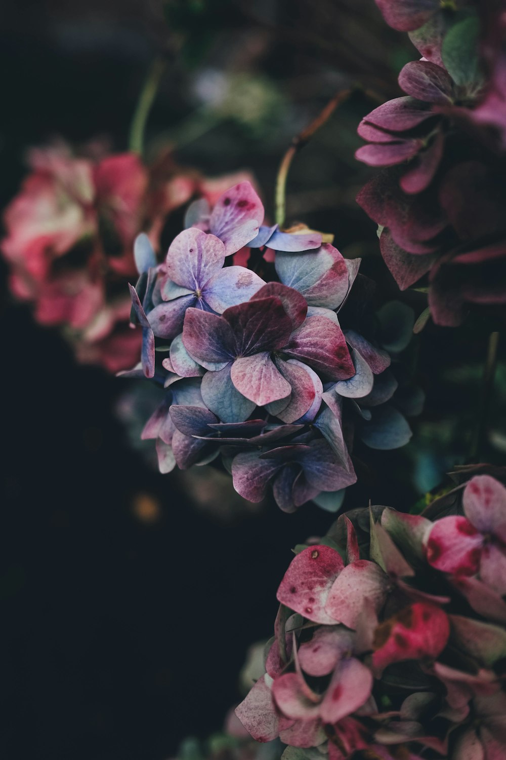 보라색 꽃잎 꽃의 선택적 사진