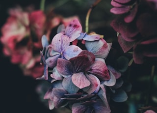 selective photography of purple petaled flowers