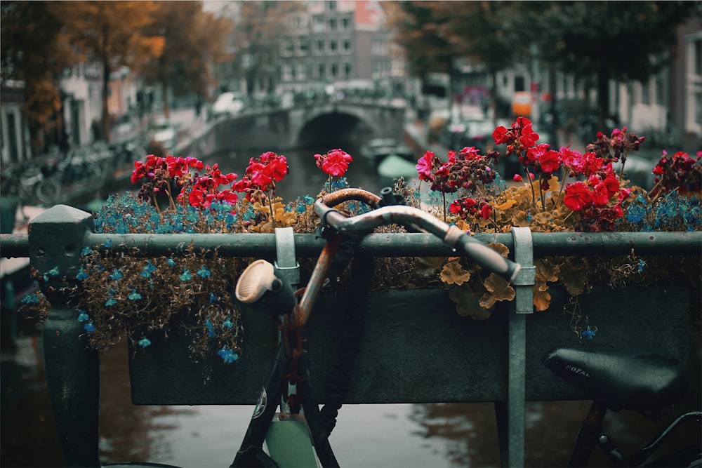 selective photography of red and blue flowers