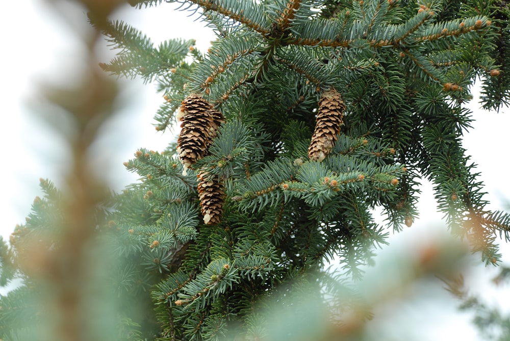 depth photography of pine tree with pine cones