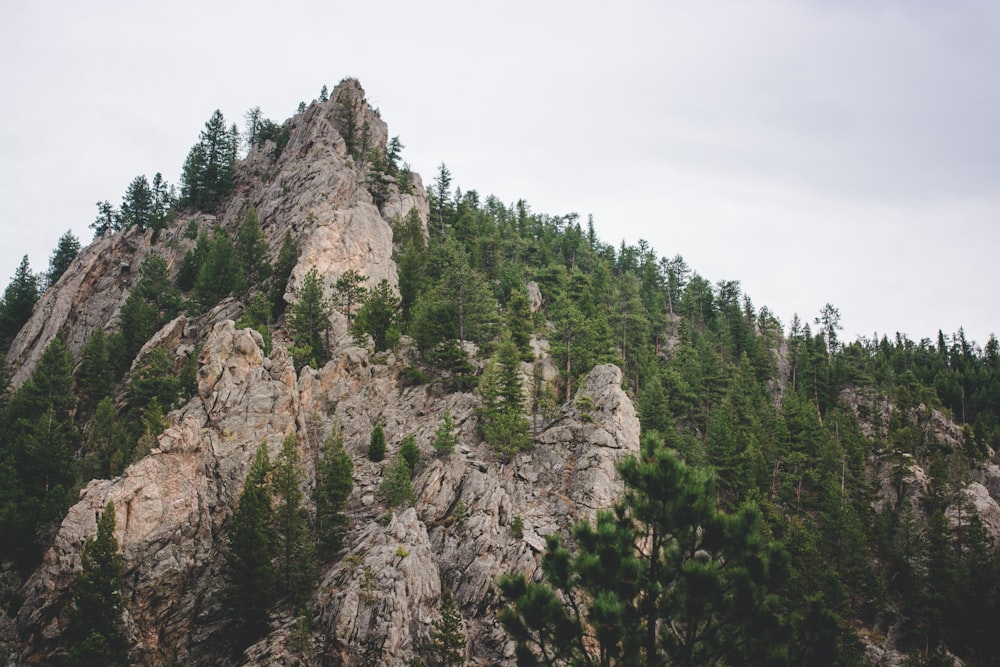 fotografia de paisagem de montanha e árvores