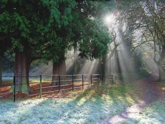 green leafed tree near fence during day time