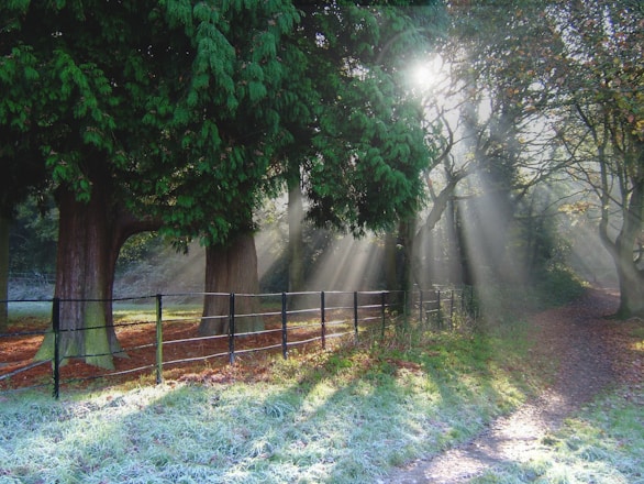 green leafed tree near fence during day time