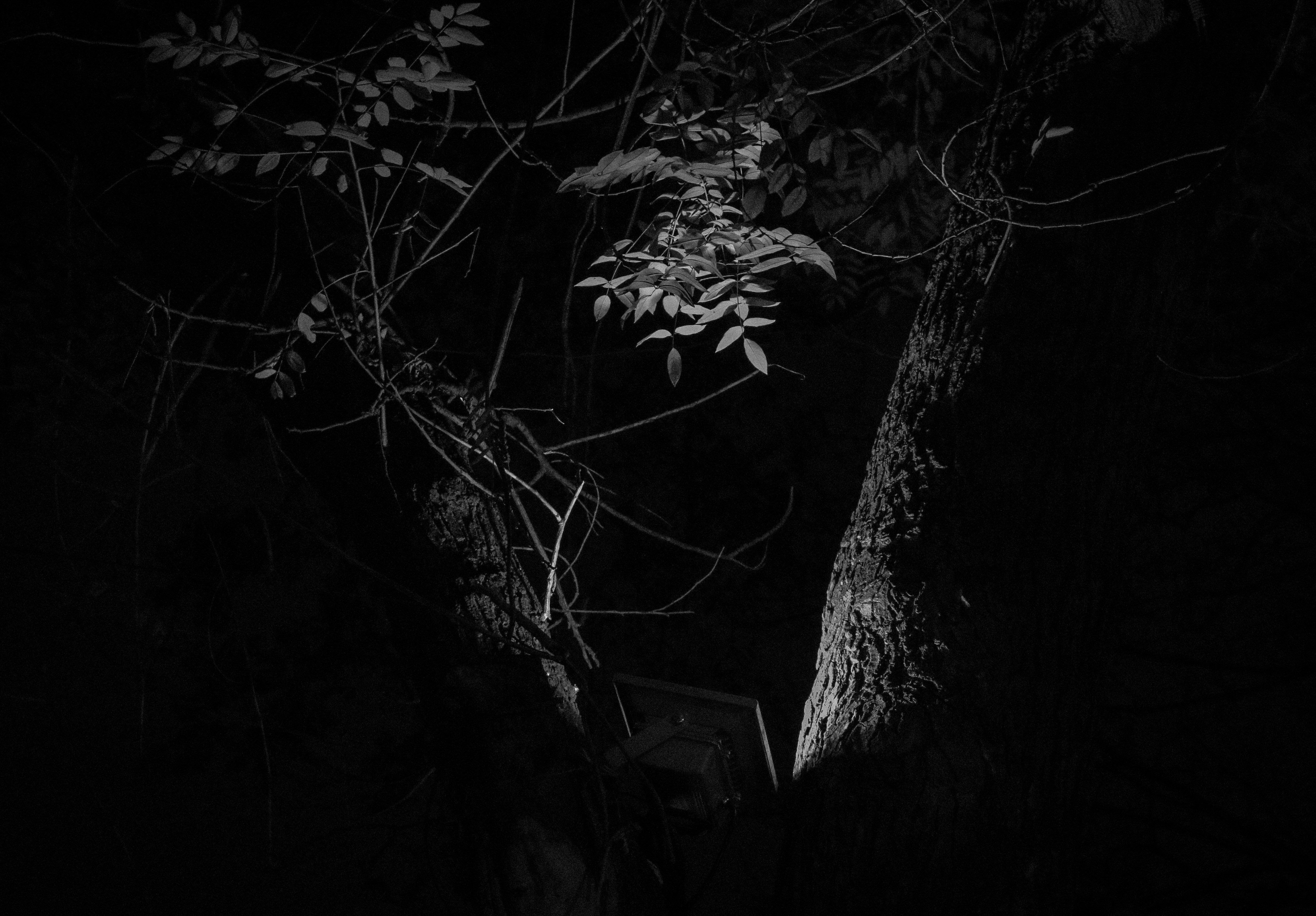 Free Unsplash photo from Alamo Young