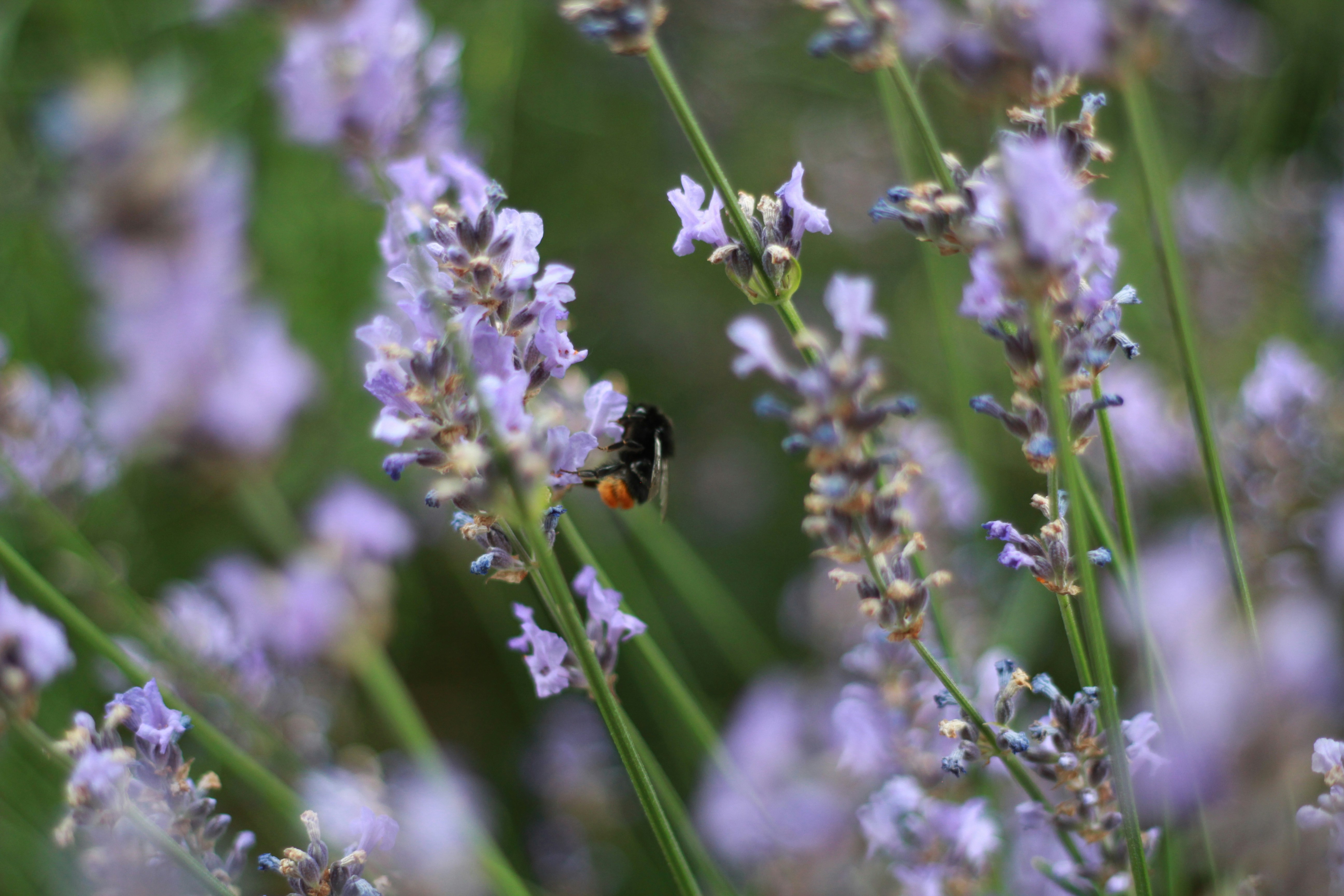 Free Unsplash photo from Palle Ryan Nielsen