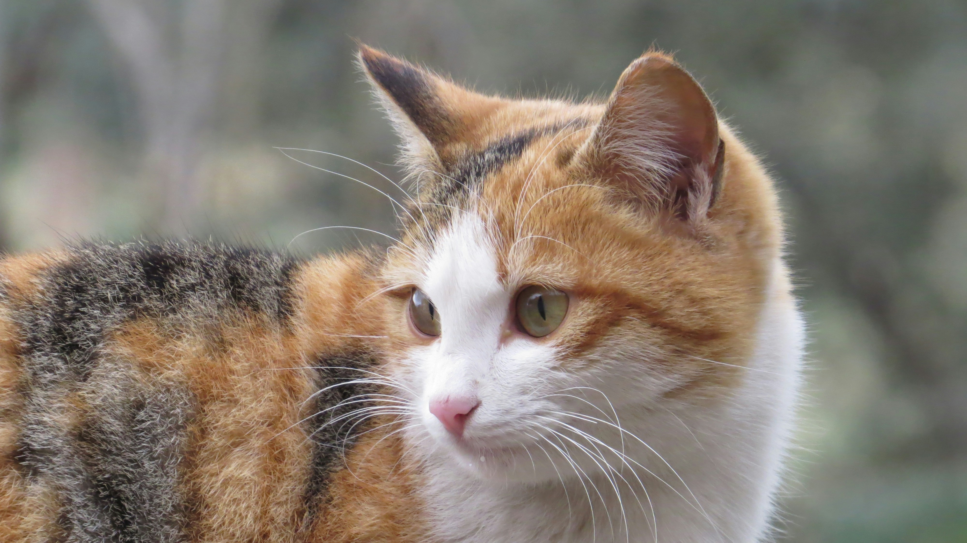 Free Unsplash photo from Burak G