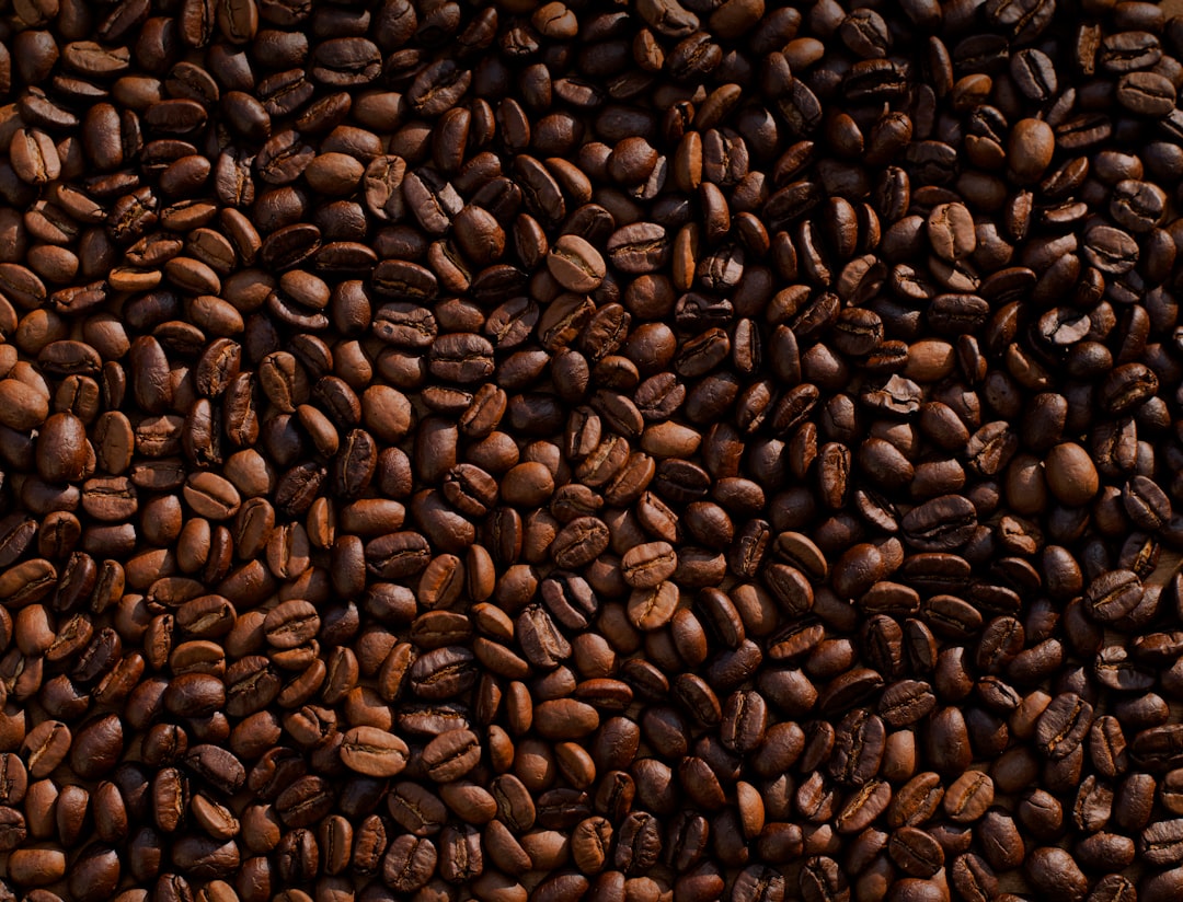 台農一號咖啡種苗商教你如何高效種植台農一號咖啡