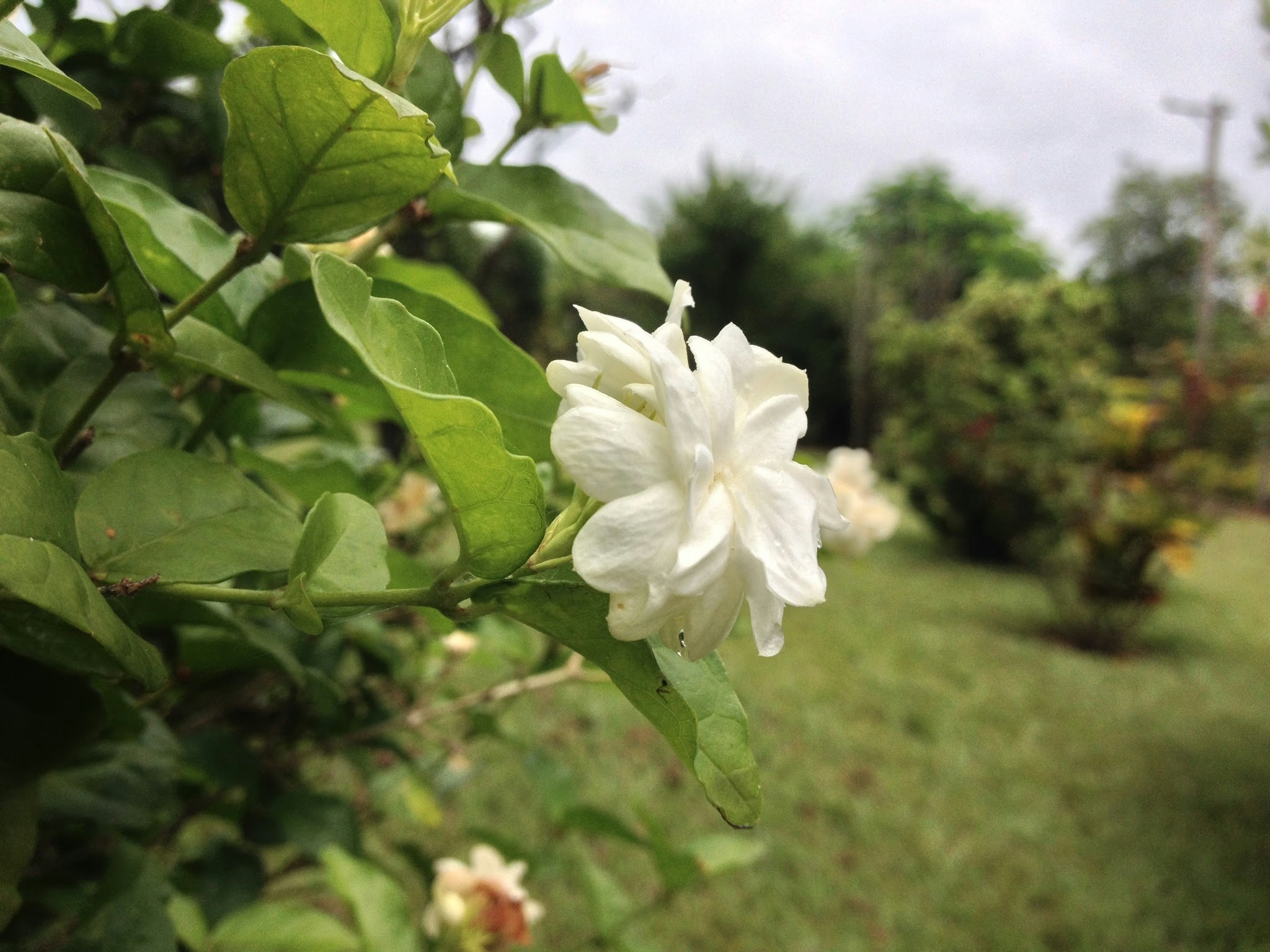 شتلة ياسمين نقي