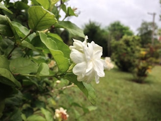 Close-up of vibrant jasmine flowers blooming in a Tamil Nadu garden.