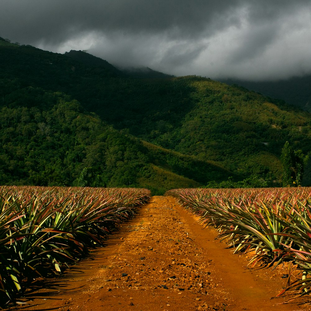 foto da montanha cercada por árvores