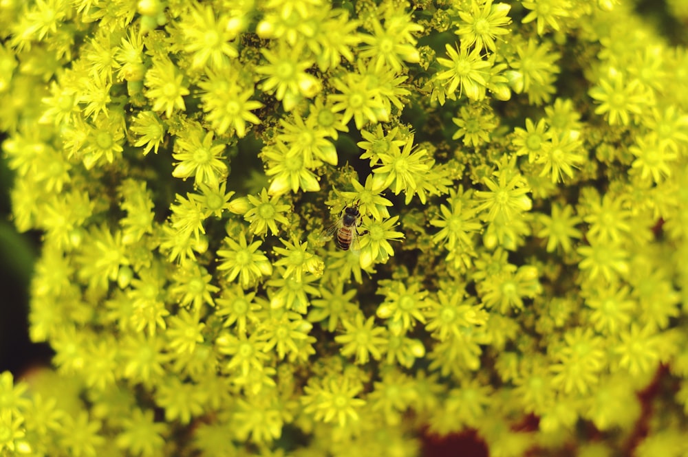 closeup photo of yellow petaled flowers