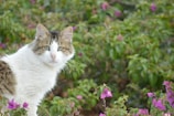 A fluffy white cat with bright eyes exploring a garden patch.