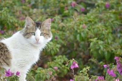 A fluffy white cat with bright eyes exploring a garden patch.