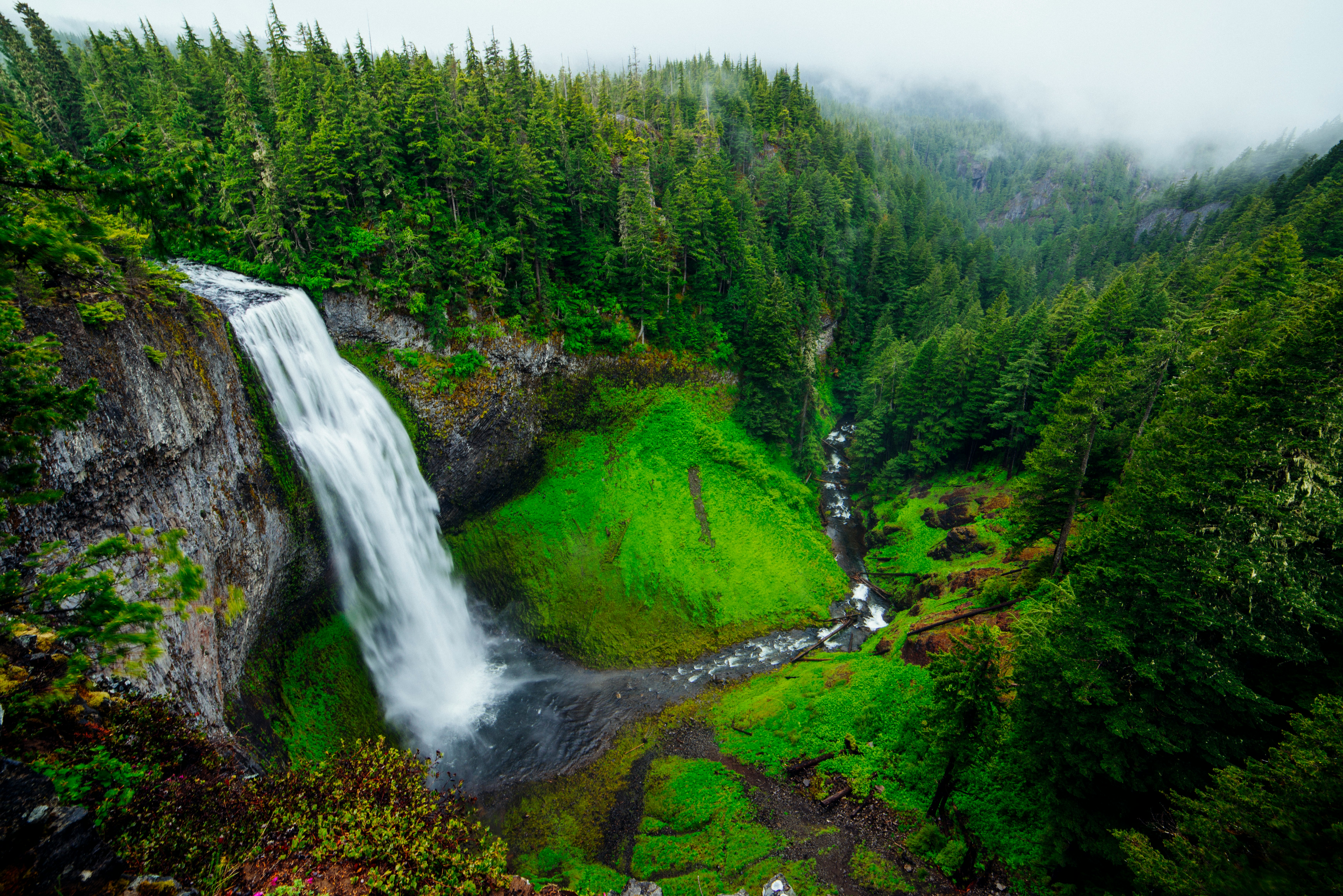 bird's-eye view photography of green forest