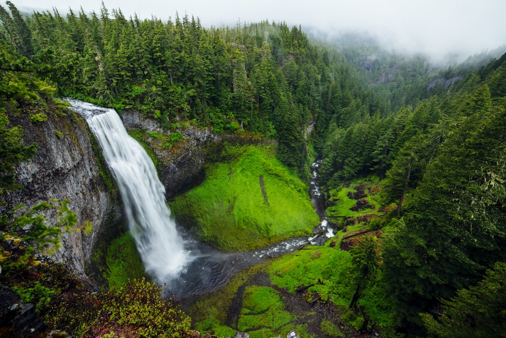 Fotografía a vista de pájaro del bosque verde