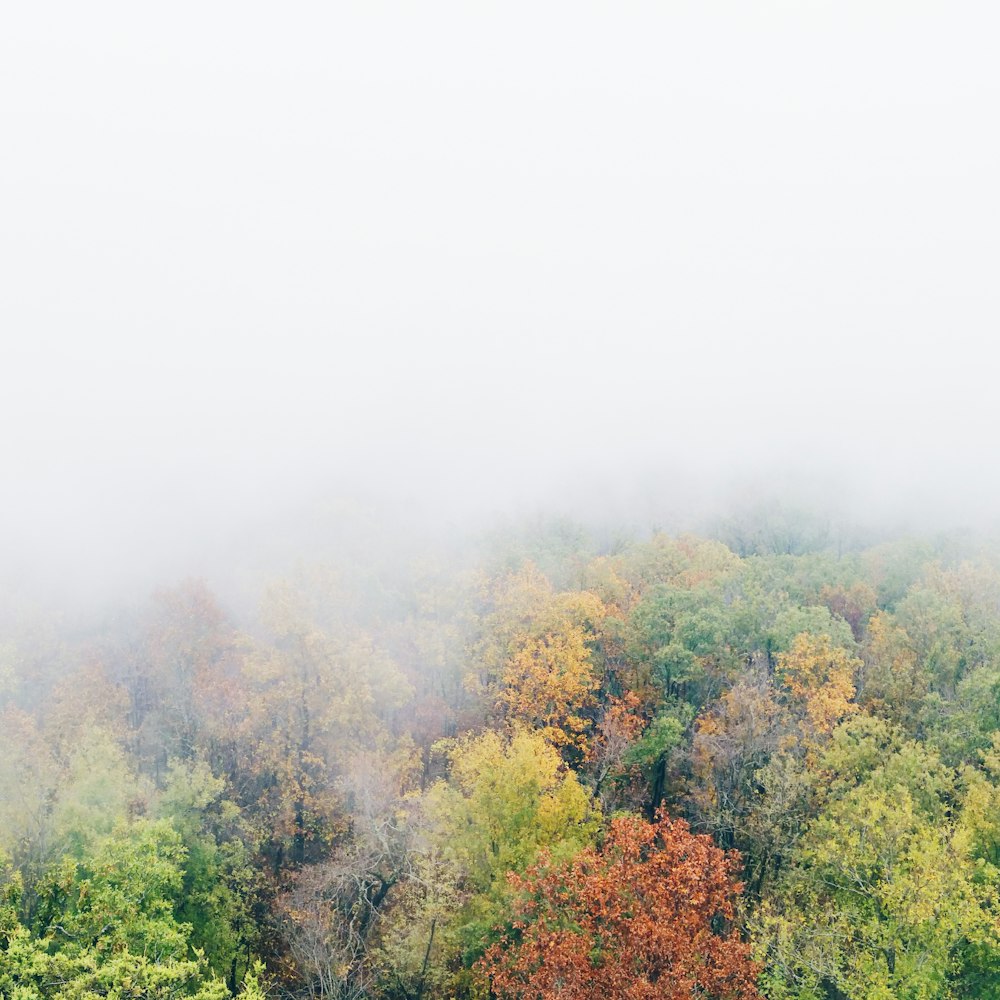 A foggy shot of trees in autumn with green, yellow, orange, and red leaves