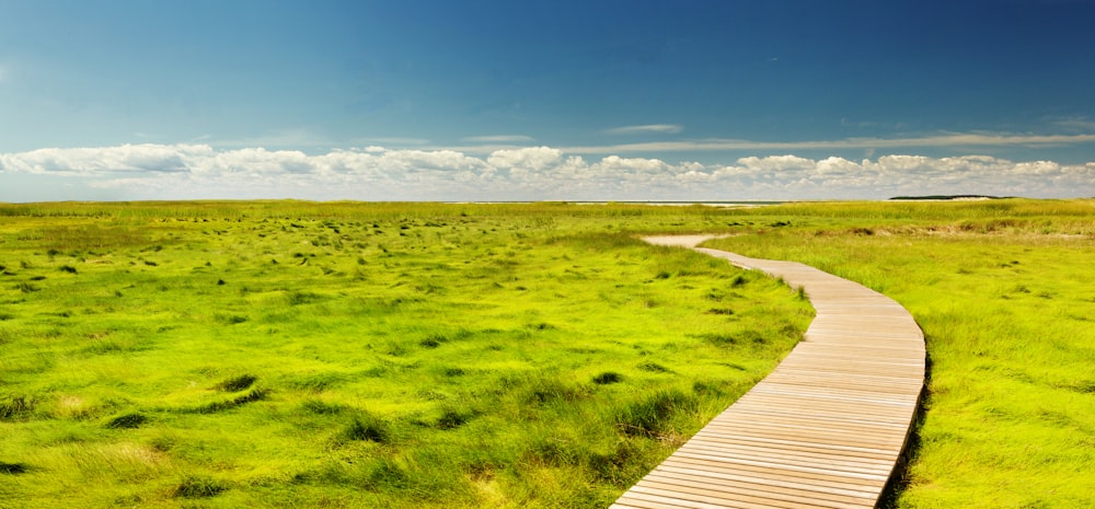 empty pathway between grass field