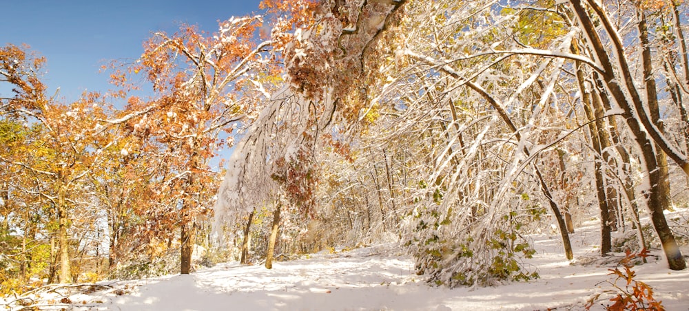 Trees losing their leaves during the change of seasons to winter.