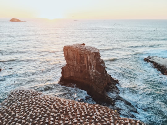 Muriwai Gannet Colony things to do in Muriwai Beach