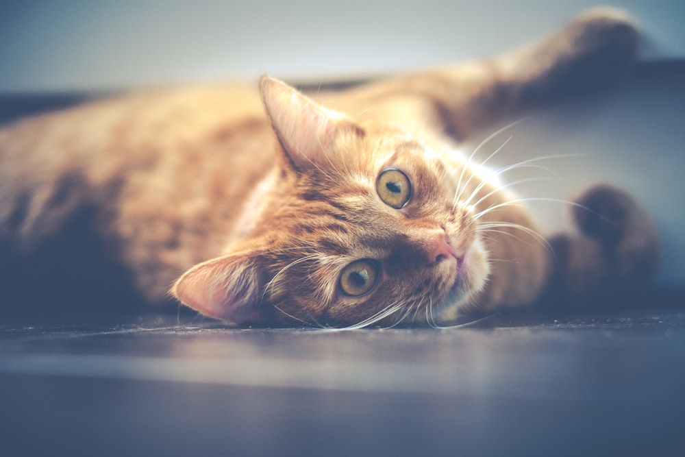 Fotografia de foco raso de gato laranja
