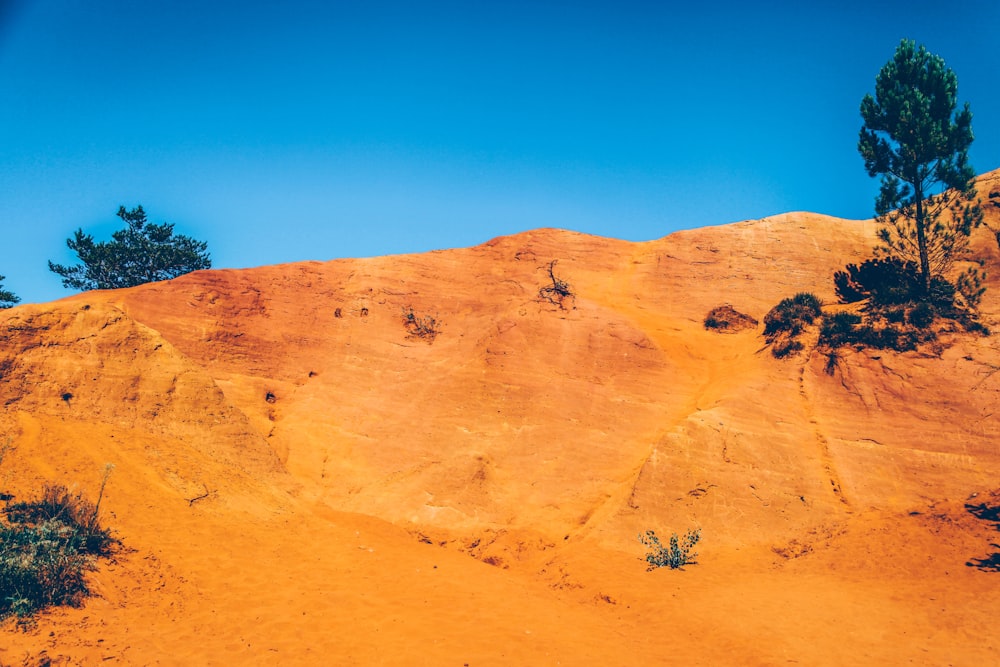 desert with few trees