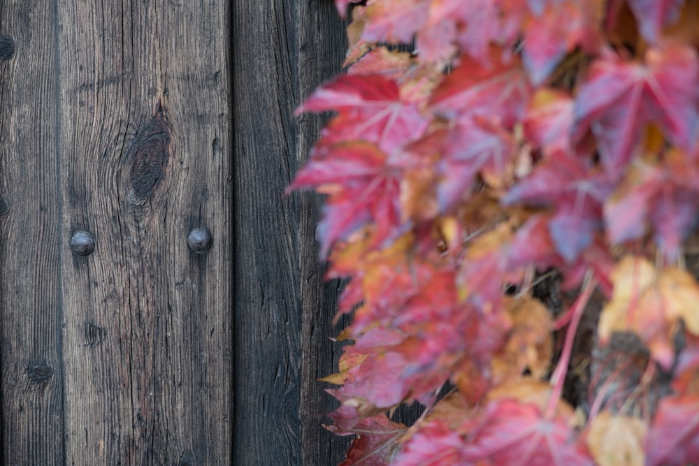 Red leaves against a fence during autumn.