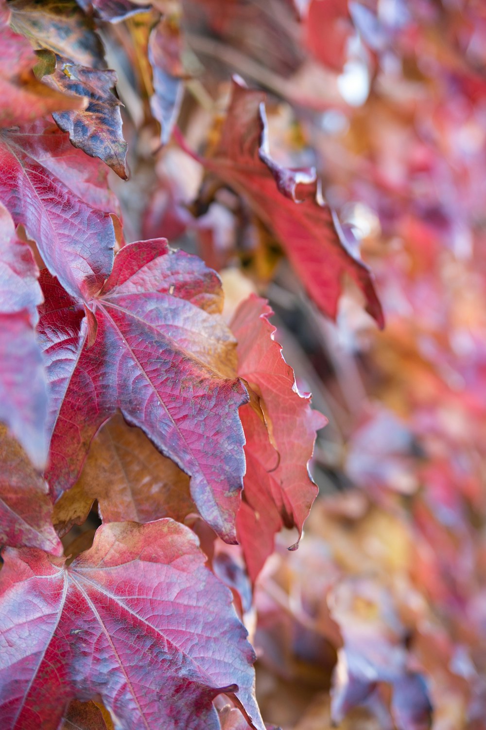 Red fall leaves covered in rain.