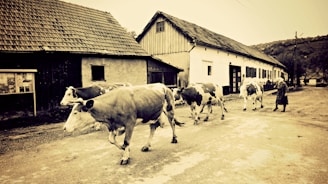 A rural setting with several cows walking along a dirt road beside a series of old buildings. The buildings have tiled roofs, and a person is guiding the cows. The scene appears to be from a village or farming area.