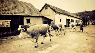 Farmers caring for cows with warm smiles in a rural village setting.