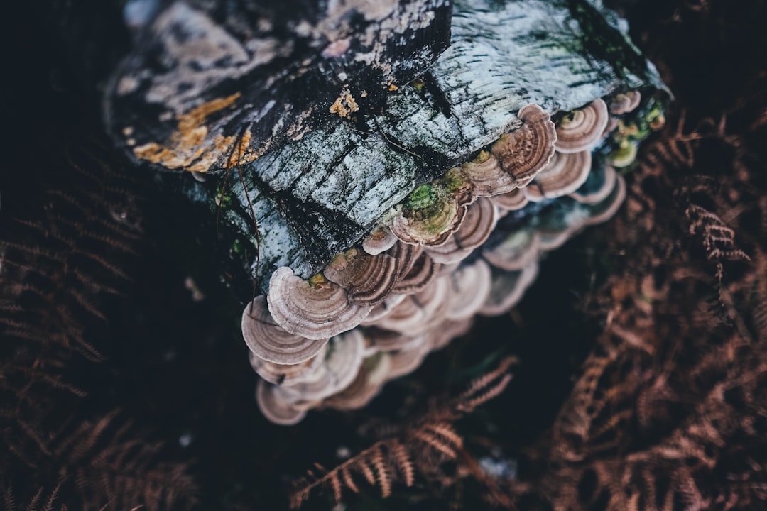 bracket mushroom on tree log