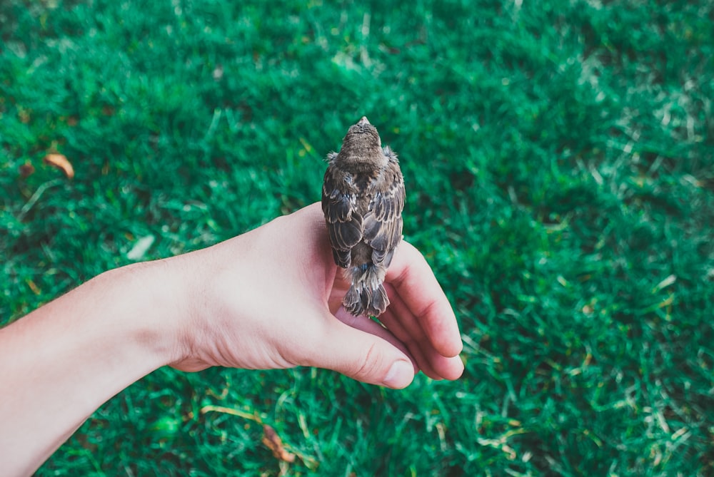 oiseau assis sur la main de la personne