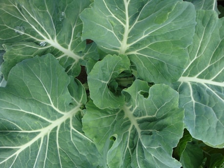close up photo of cabbage vegetable