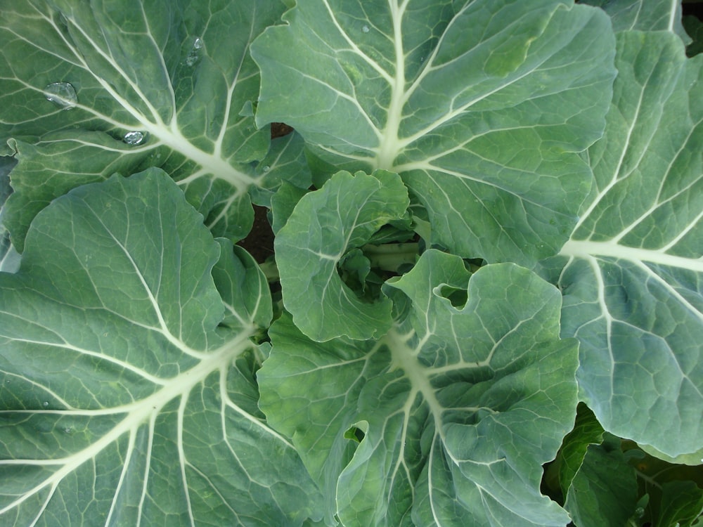 close up photo of cabbage vegetable