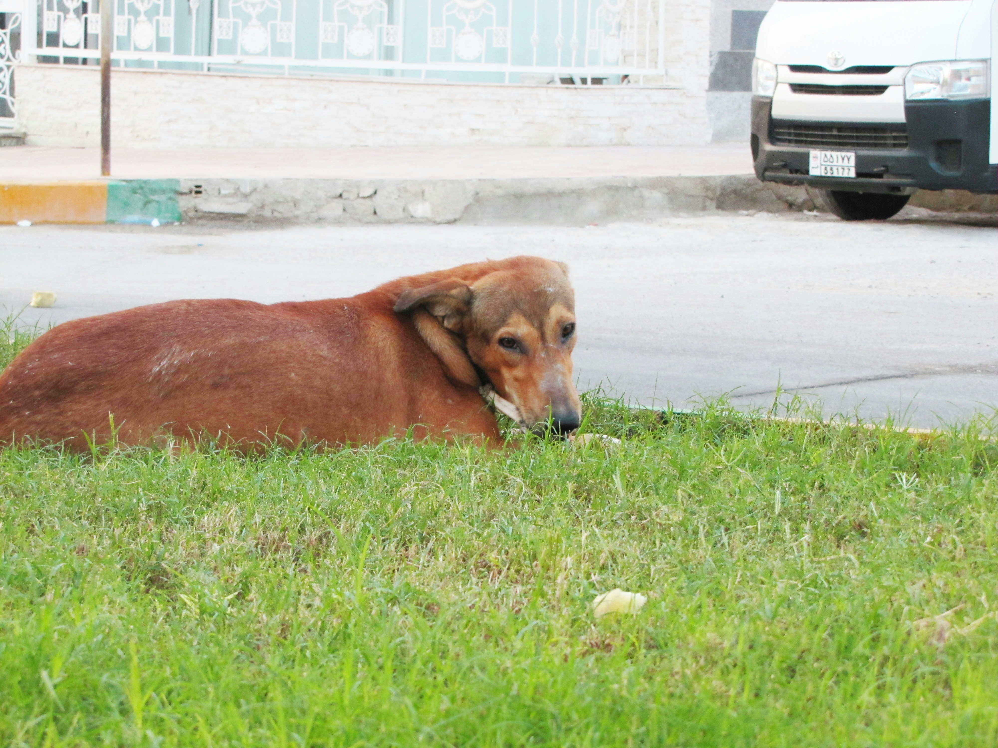 Free Unsplash photo from Sajedeh Yazdani