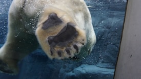 A large furry paw of a polar bear is pressed against a glass surface, revealing the detailed texture of its pads. Surrounding the paw is underwater scenery with bubbles and a blue-toned backdrop, suggesting the bear is submerged in an aquatic environment.